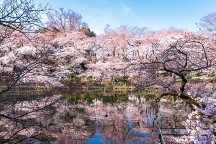 도쿄 최고의 벚꽃놀이 명소 이노카시라 공원