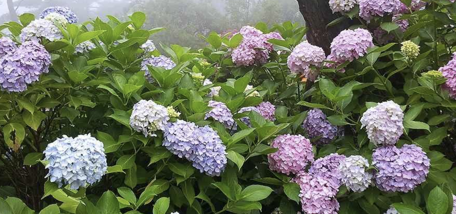 연화도 수국길