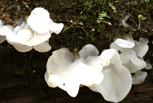 흰목이버섯효과2