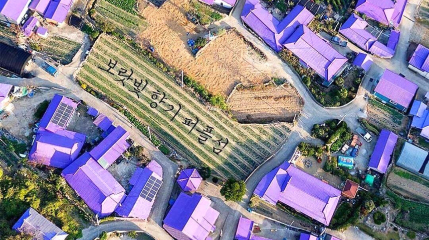 신안 퍼플섬 여행 가이드 - 보랏빛 낭만 속으로!