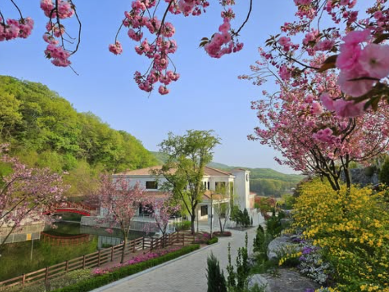 용인 자작나무숲 봄꽃 축제