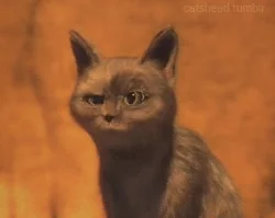 귀여운 고양이 움짤