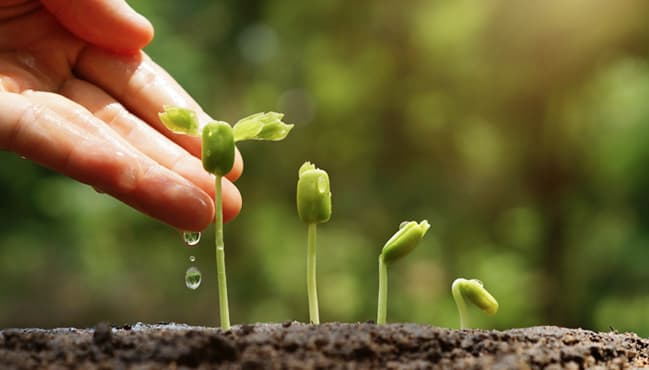 자연 치유 관점에서 본 아로마테라피: 숲속 식물에서 추출한 천연 에센셜 오일 활용법