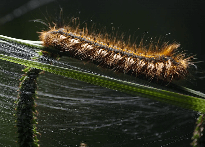 송충이 꿈해몽 풀이