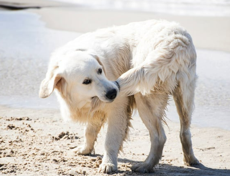 우리 강아지 꼬리물기, 귀여운 장난? 아님 SOS 신호?!
