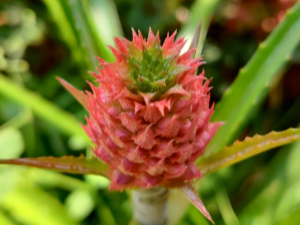 파인애플 자라는 모습