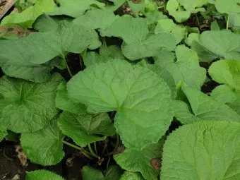 사철나물 재배 상자 텃밭 초보 가능 물 관리_7