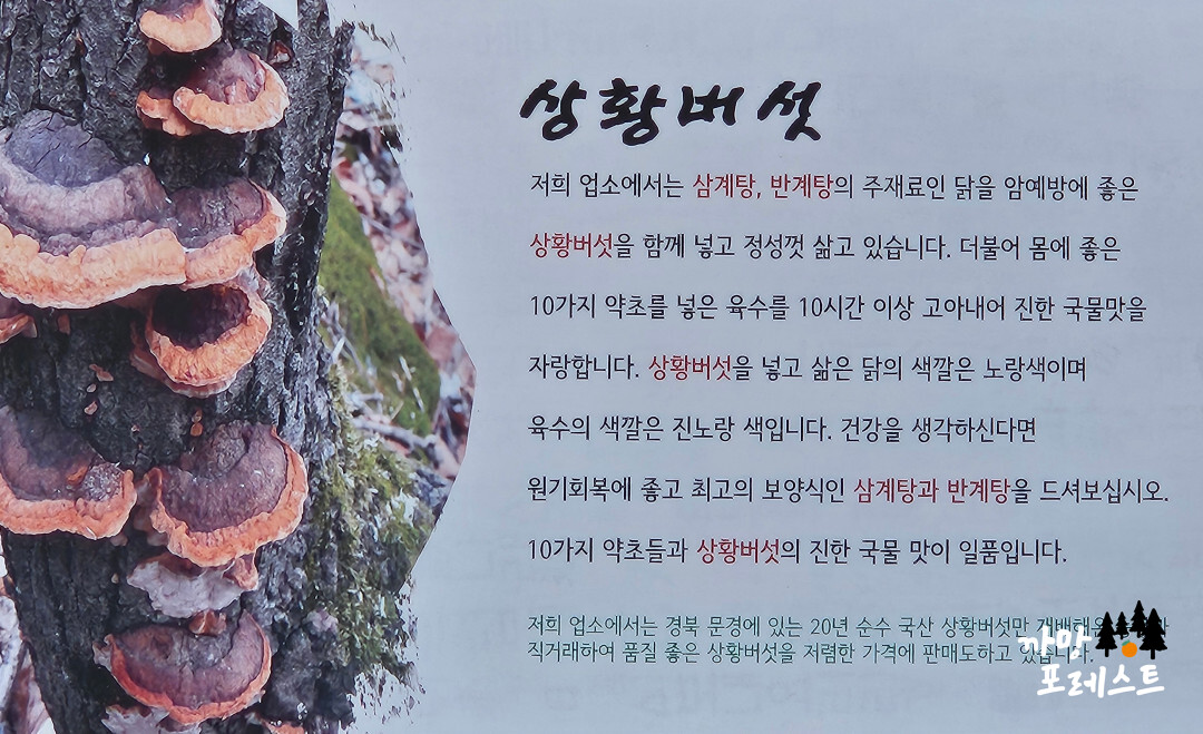상황진 삼계탕 상황버섯