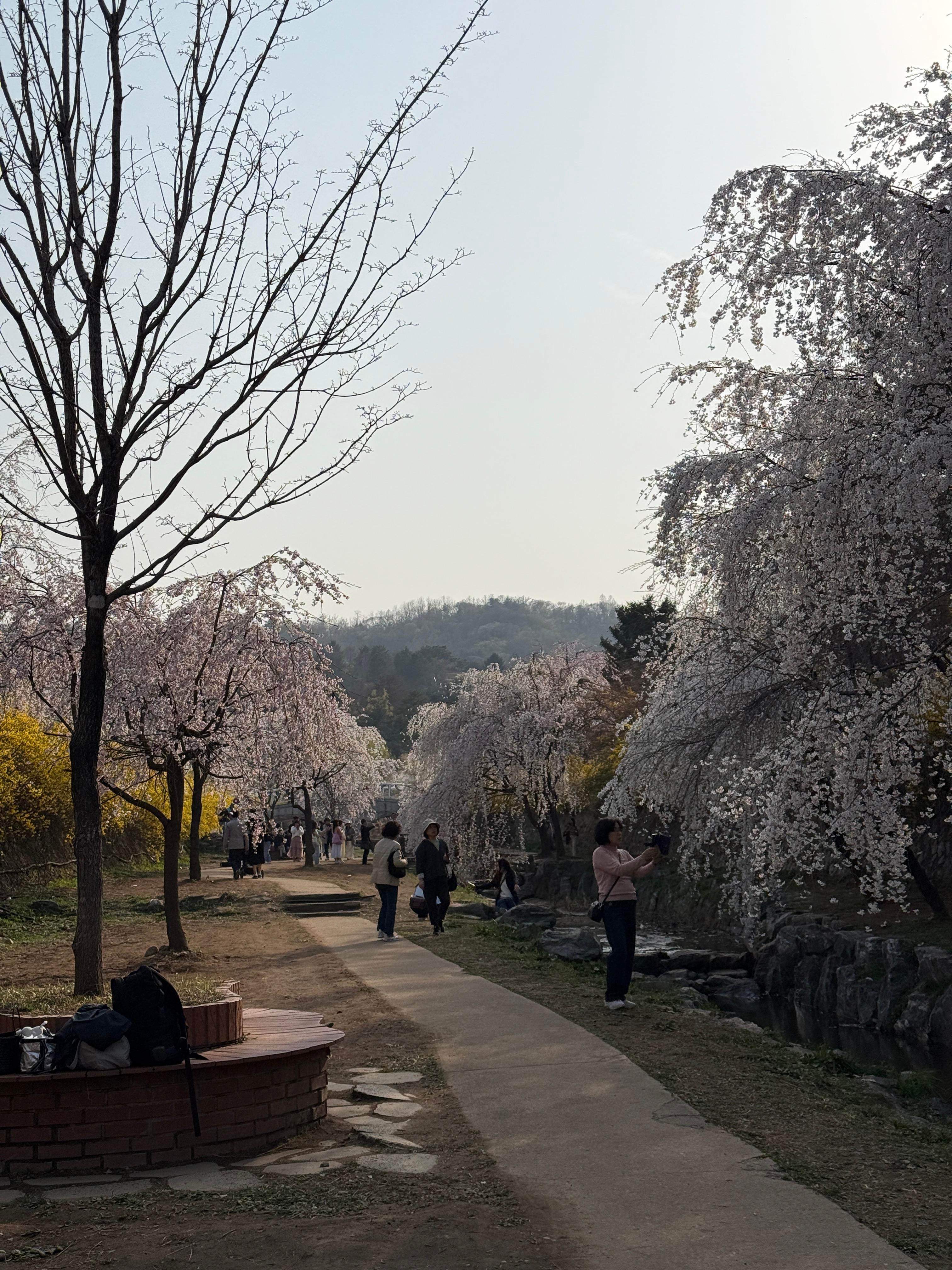 현충원 벚꽃길