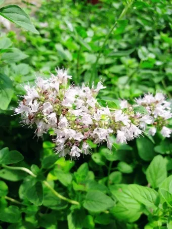 오레가노 재배 삽목 번식 통풍 관리 잎 수확_6