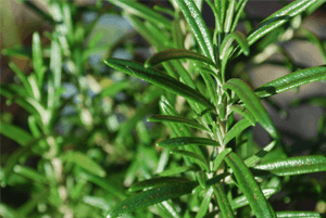 로즈마리효능09