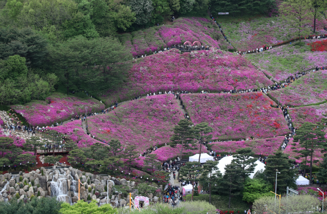 2026 군포 철쭉축제 가는 법 무료주차장 가볼만한곳 TOP 03