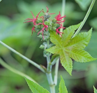 가을에 피는 꽃 아주까리-암꽃과 수꽃