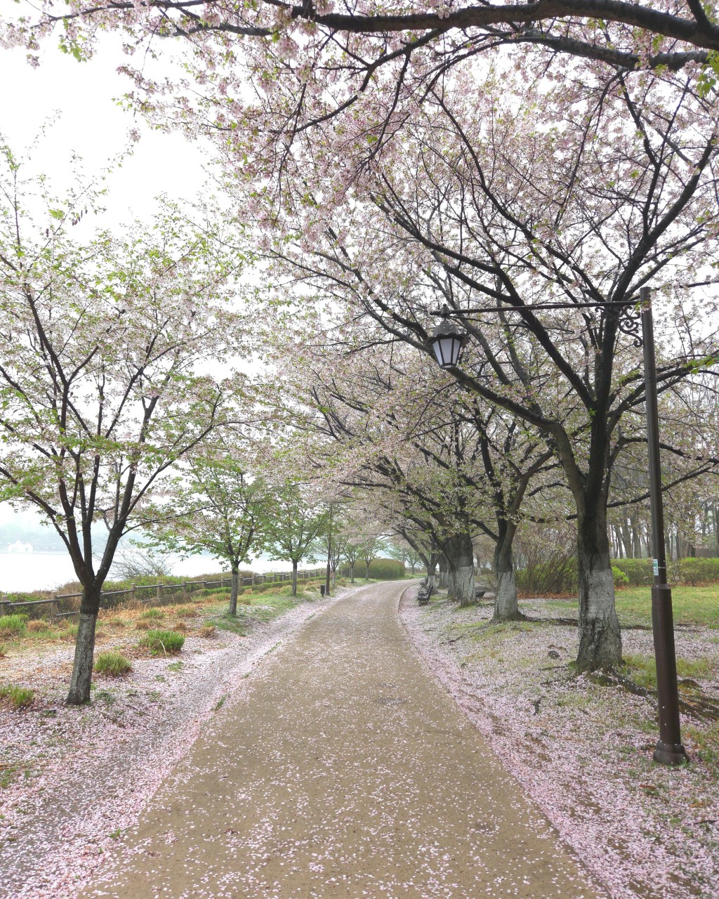 일산 호수공원 주차 요금 위치 완벽 가이드