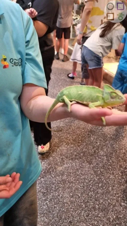 카멜레온-직원-손에-눈감음-순함