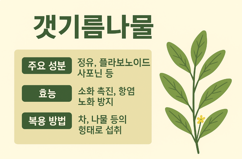 갯기름나물 관련 사진