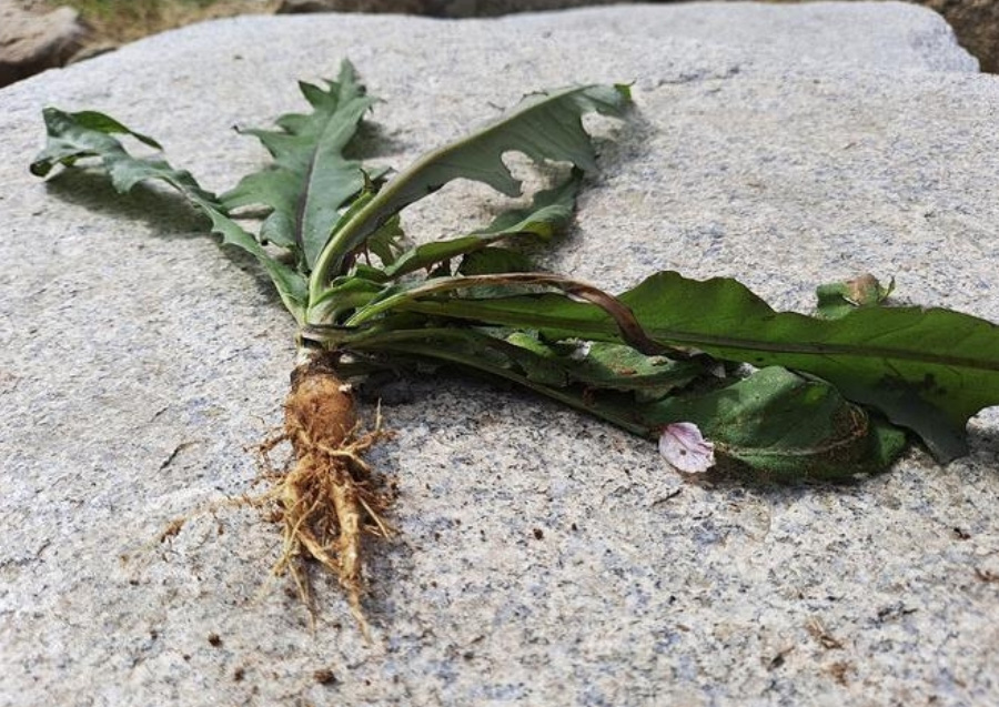 야생에서 채취를 한 씀바귀의 뿌리와 잎을 크고 넓적한 돌 위에 놓아두고 찍은 사진