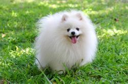포메라니안 사진