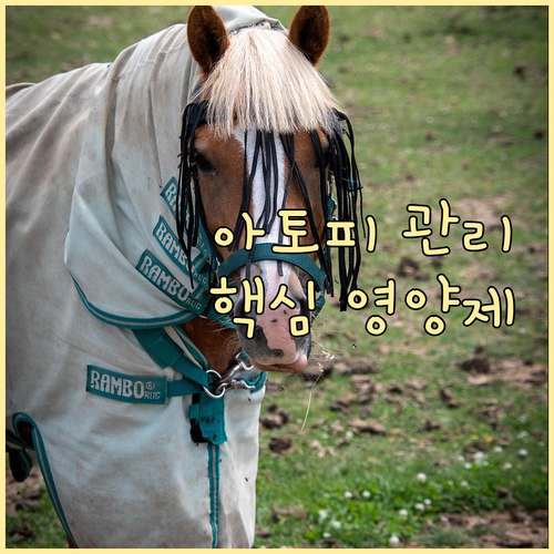 아토피 피부염, 오메가3, 프로바이오..