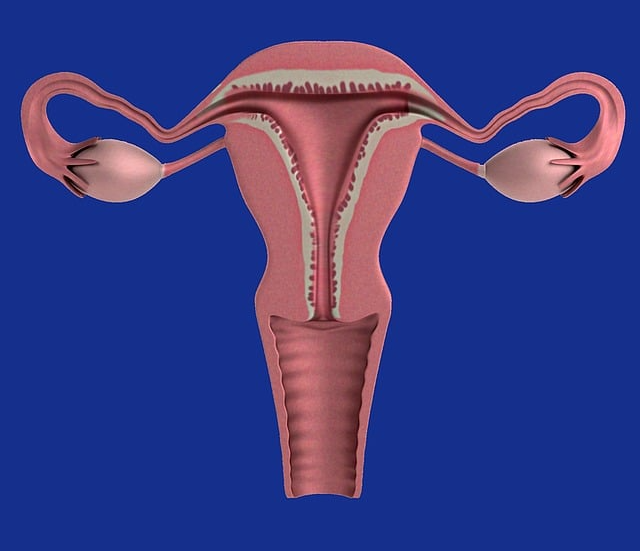 홈트로 가능한 난포 자극법 관련 이미지