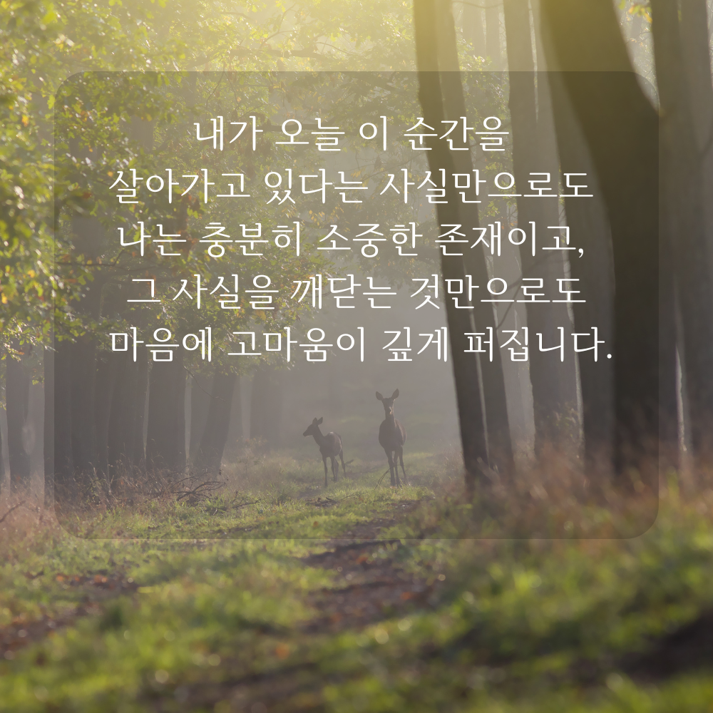 감사 글귀 좋은글 이미지 문구