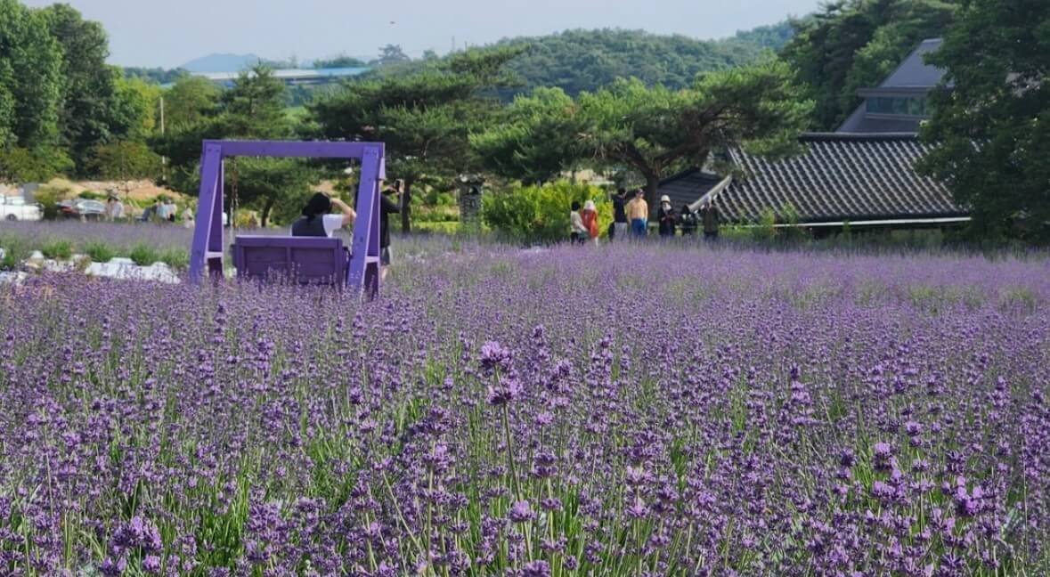 고창청농원 라벤더시즌