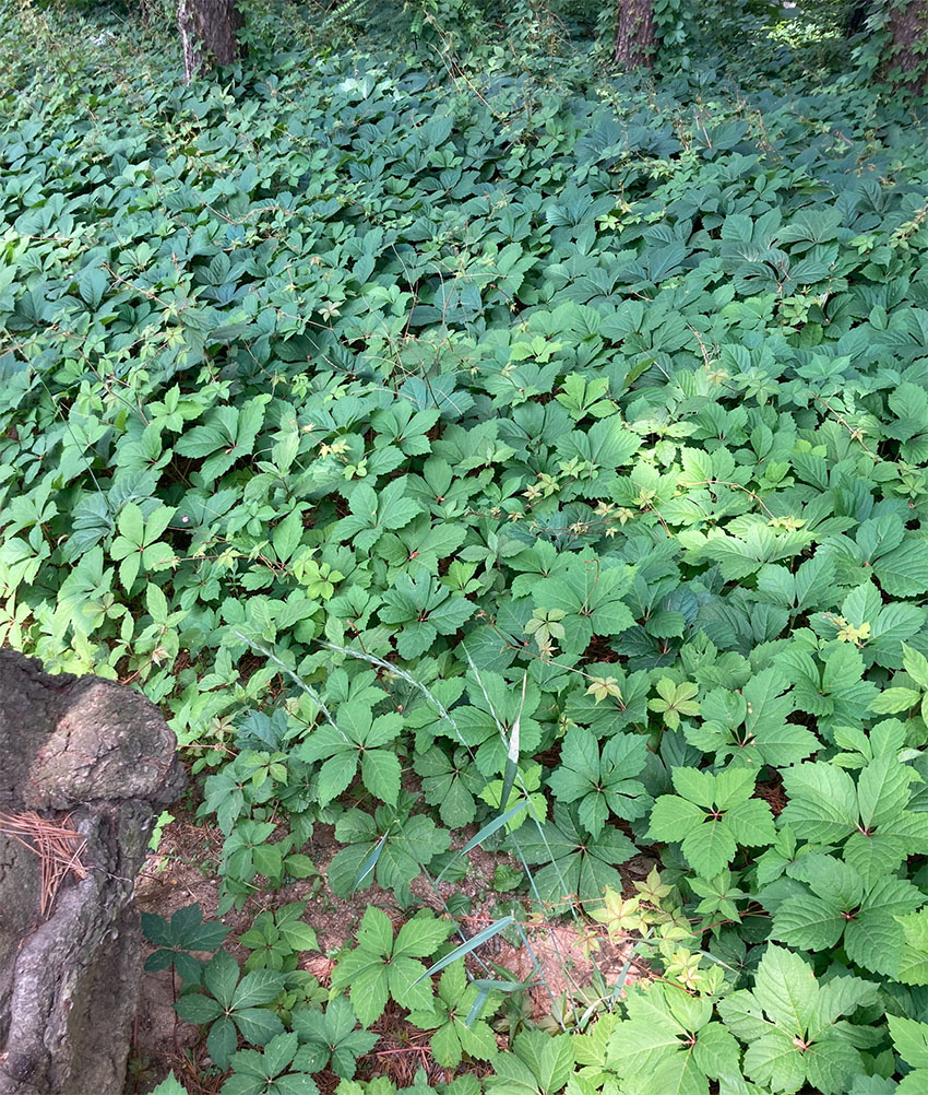 미국담쟁이덩굴