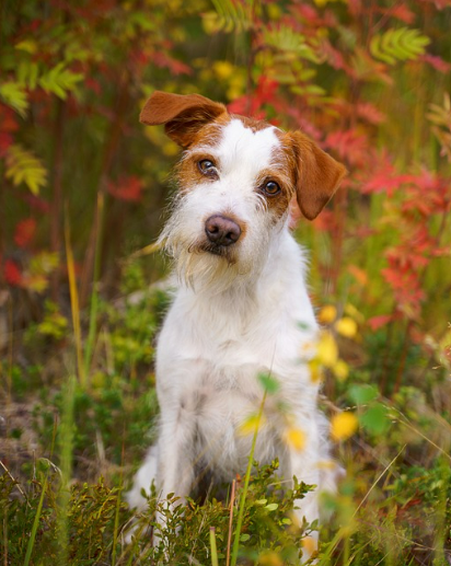 여름철 강아지 산책시간은 언제가 좋을까?｜실제 산책 온도 기준은?