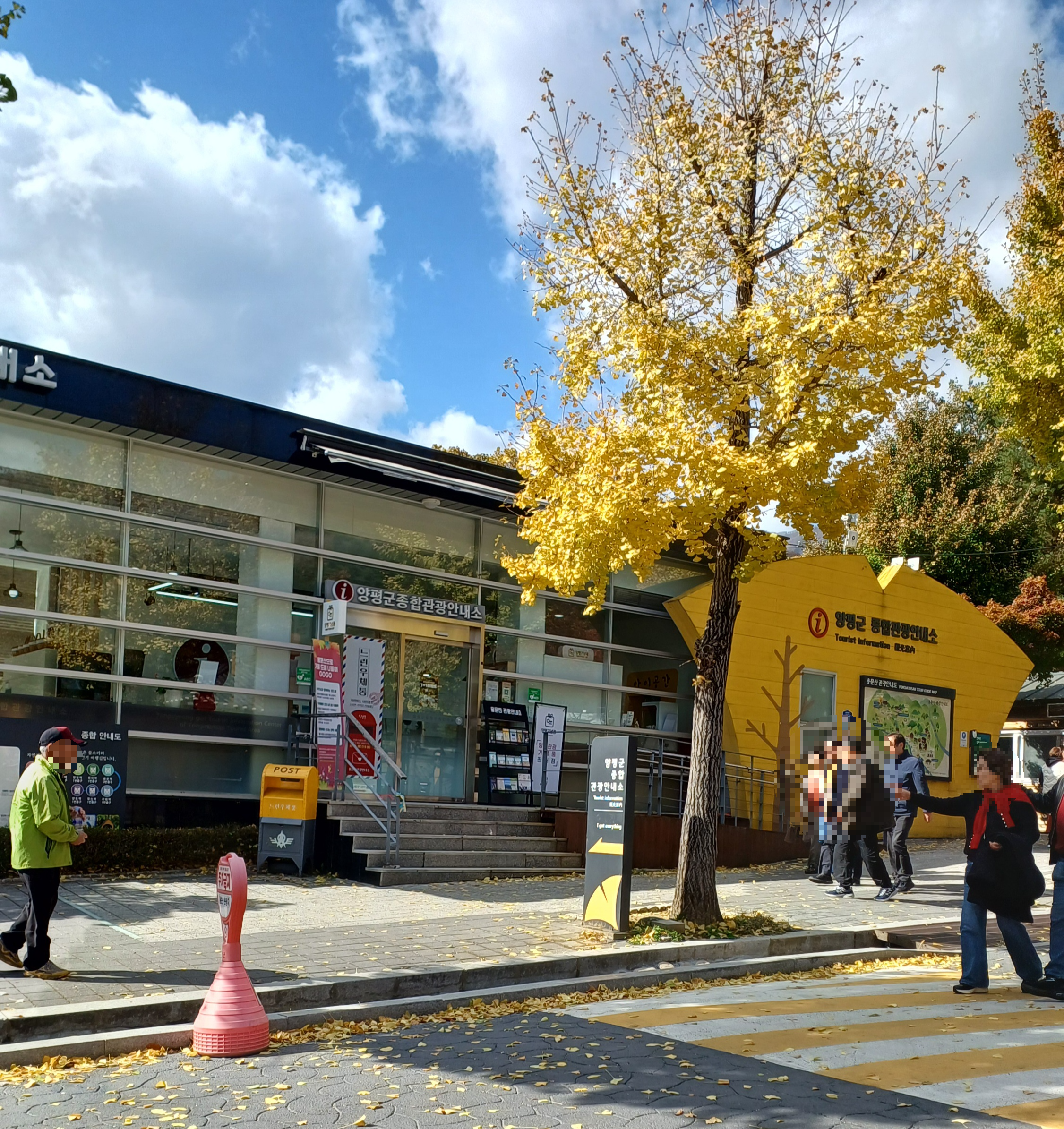 용문산-은행나무-8