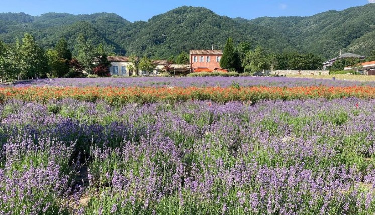 고성 라벤더축제