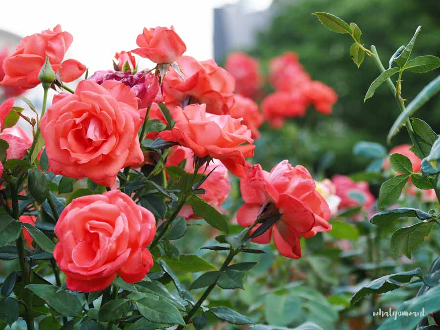 중랑천 장미길 코스 안내