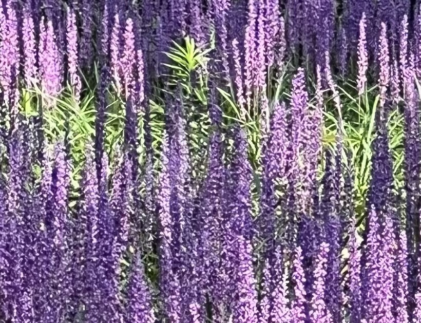 맥문동 먹는방법