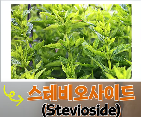 스테비오사이드 설명