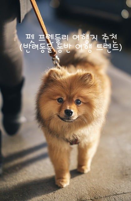 펫 프렌들리 여행지 추천 (반려동물 동반 여행 트렌드) 관련 이미지