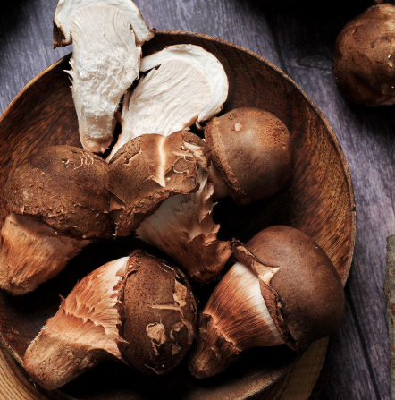 참송이버섯_효능