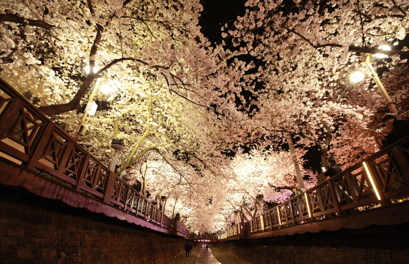 2025년 벚꽃 개화시기 &#44; 벚꽃 명소 추천