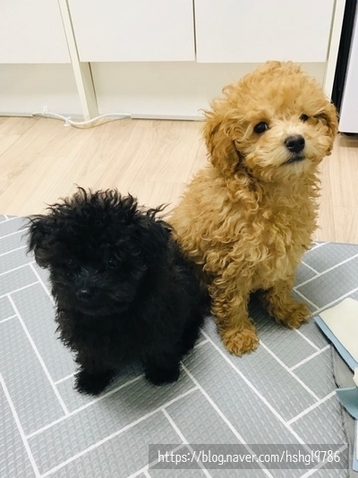 아이폰 라이브포토 움짤