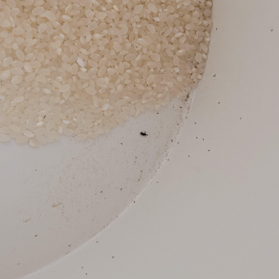 쌀벌레 없애는법과 생기는 이유 