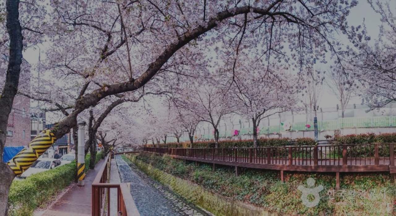 중원로터리를 중심으로 가득 핀 진해 벚꽃 거리 전경. [ⓒ한국관광 콘텐츠랩-라이브스튜디오]