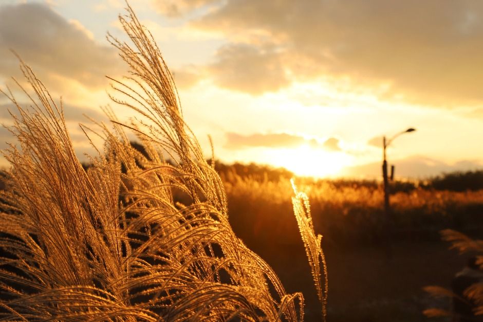 서울 억세축제 2025&amp;#44; 하늘공원에서 만나는 가을축제