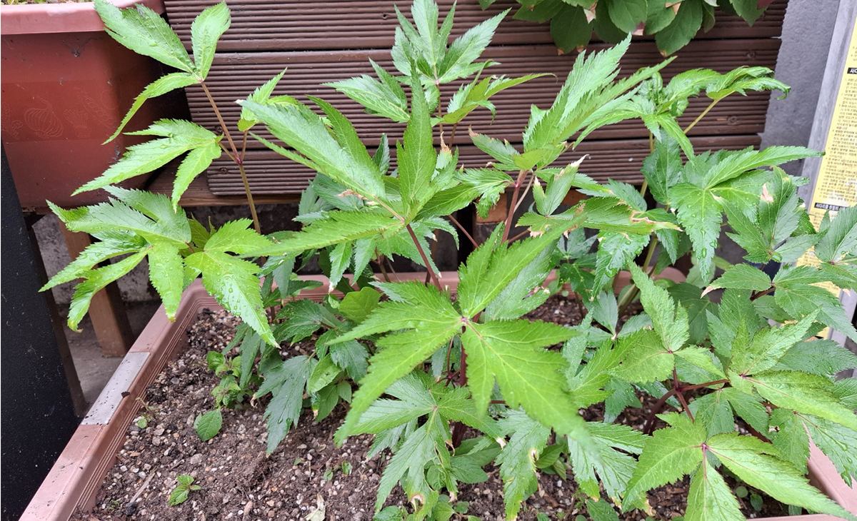 심어놓은 당귀
정말 잘 자란다 
한잎 뜯으면 그 향이 너무 진하다
당귀의 향은 한약 다릴때 나는 그런 향이 난다