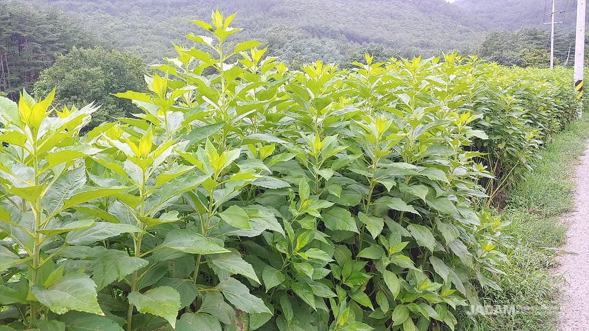 돼지감자 재배 종구 선택 배수로 만들기 수확 건조_5