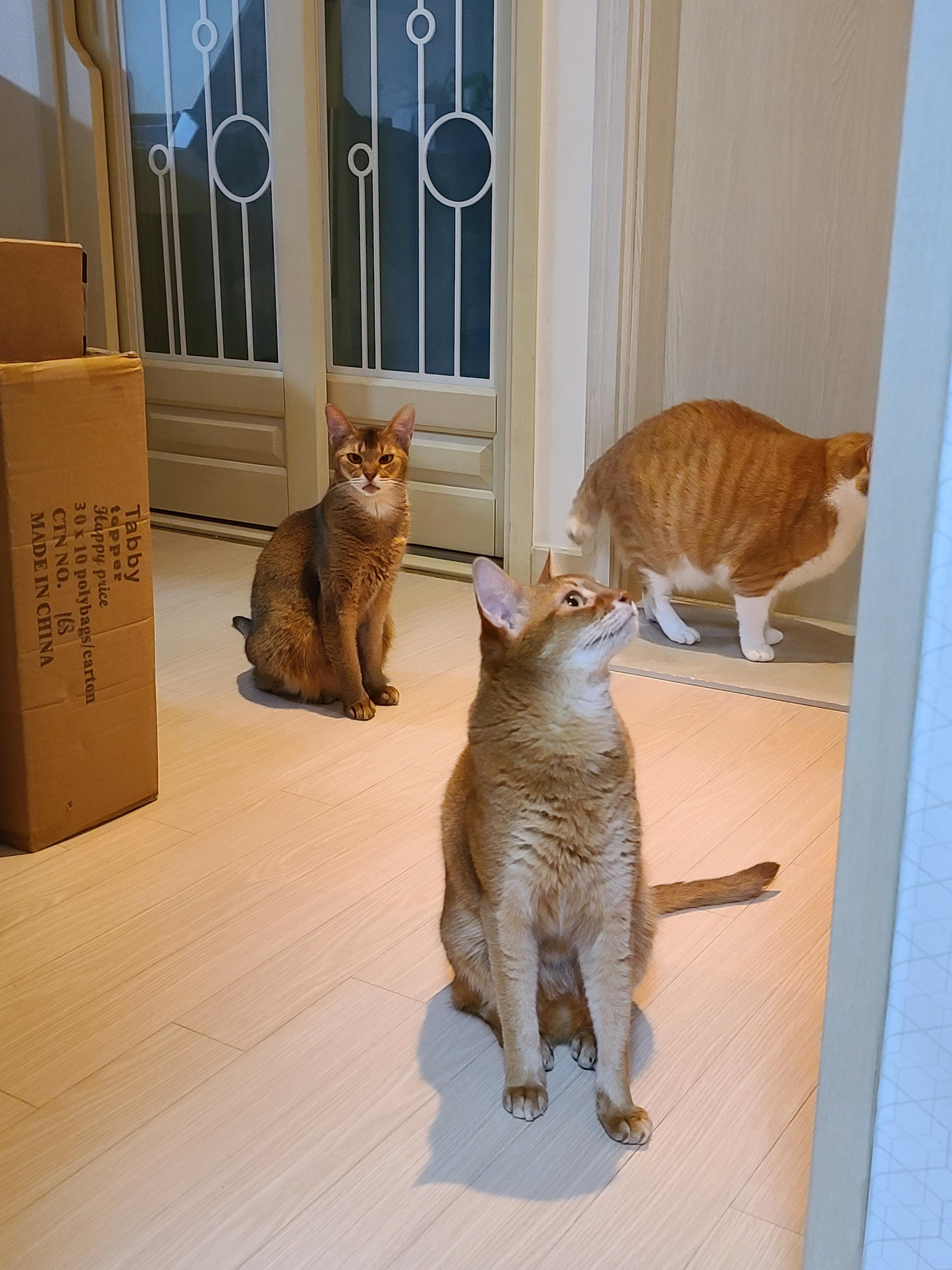 금묘의 방 앞 말잘듣는 착한 고양이들.