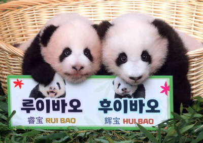 쌍둥이 판다 루이바오 후이바오