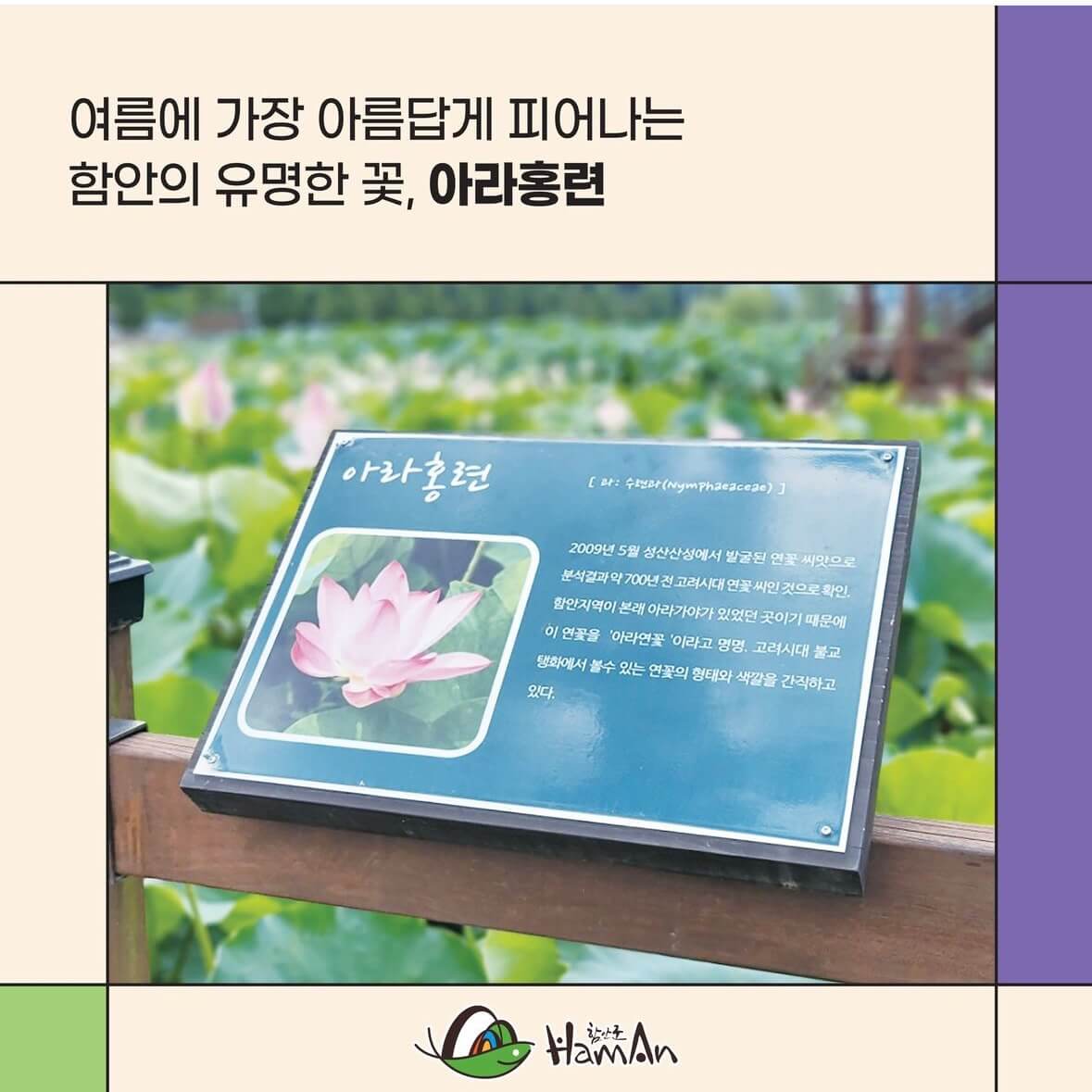 함안연꽃축제기간