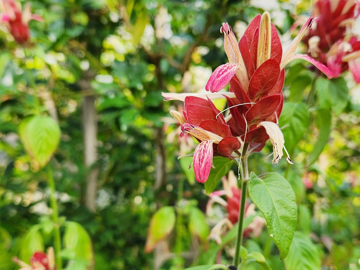 새우풀(붉은새우초)