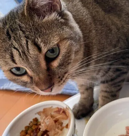 반려묘의 건강 유지를 위해 유념해야 할 일상적인 식사 4가지 사항