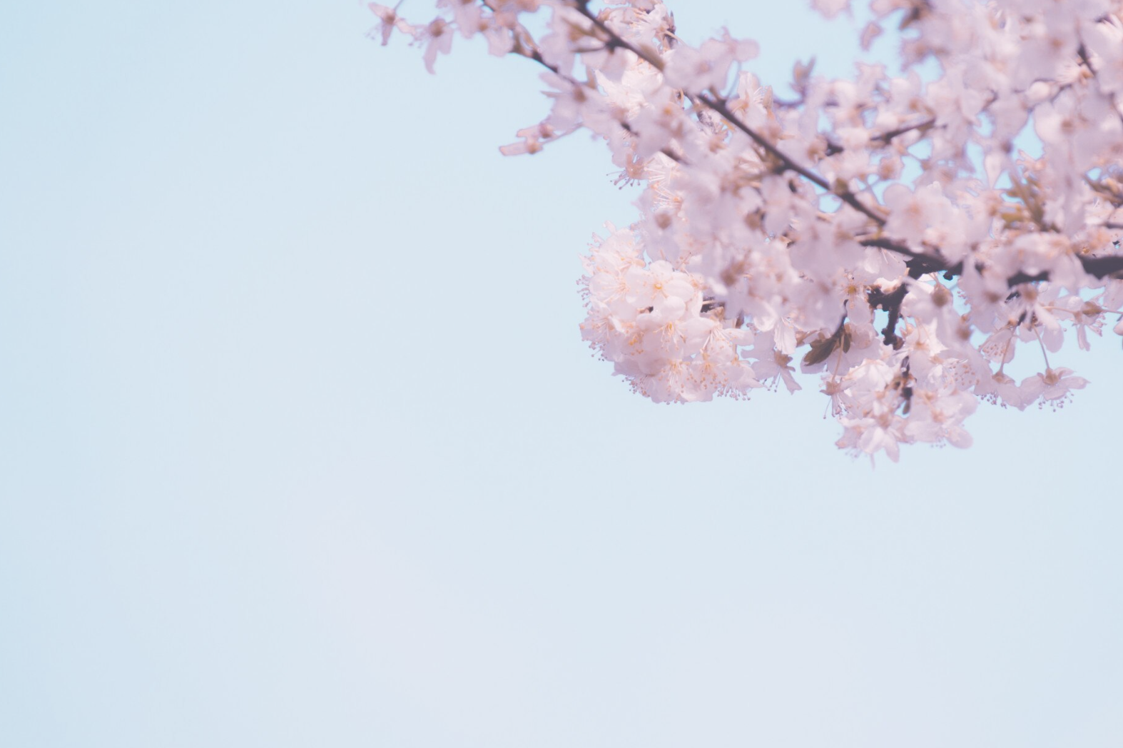 영등포 여의도 봄꽃축제 일정 장소 프로그램 주차 총정리