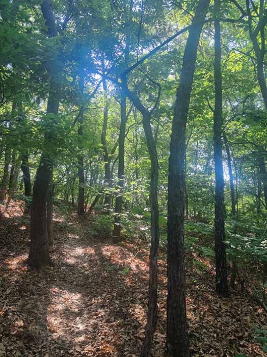 서울중앙지방법원2023타경106260 본건 임야