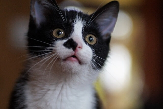 정말 한국인들에게 마늘 냄새가 날까?